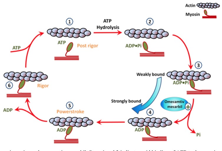 Fig. (7)