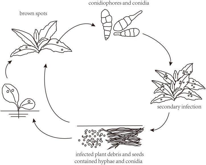 Fig 1