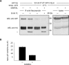 Figure 4—figure supplement 1.