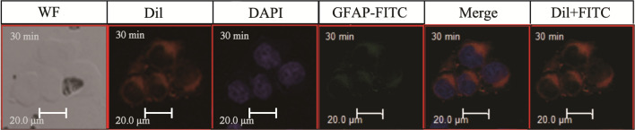 graphic file with name 12951_2021_1050_Figb_HTML.jpg