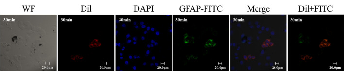 graphic file with name 12951_2021_1050_Figc_HTML.jpg