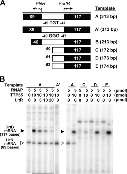 Fig. 8.