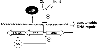 Fig. 9.