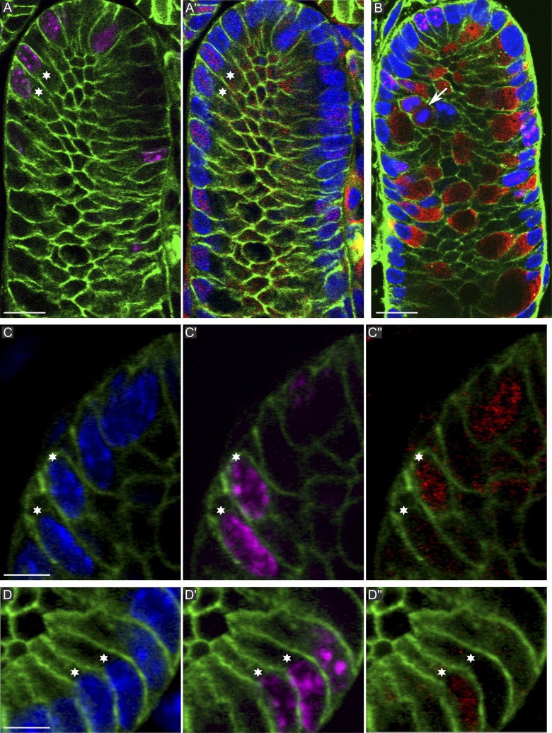 Figure 4.