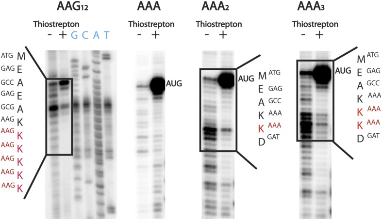 Figure 2—figure supplement 1.