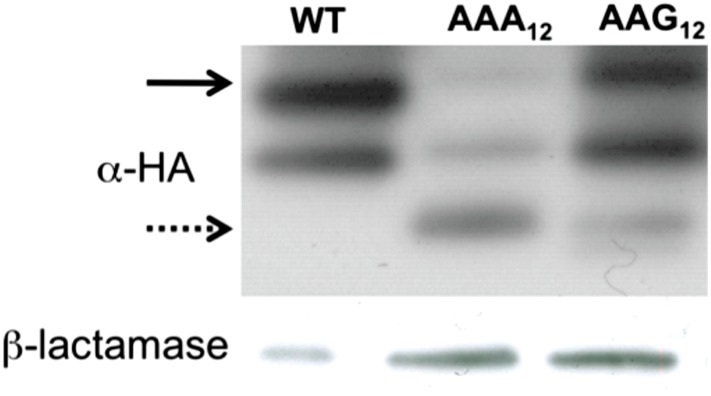 Figure 4—figure supplement 2.