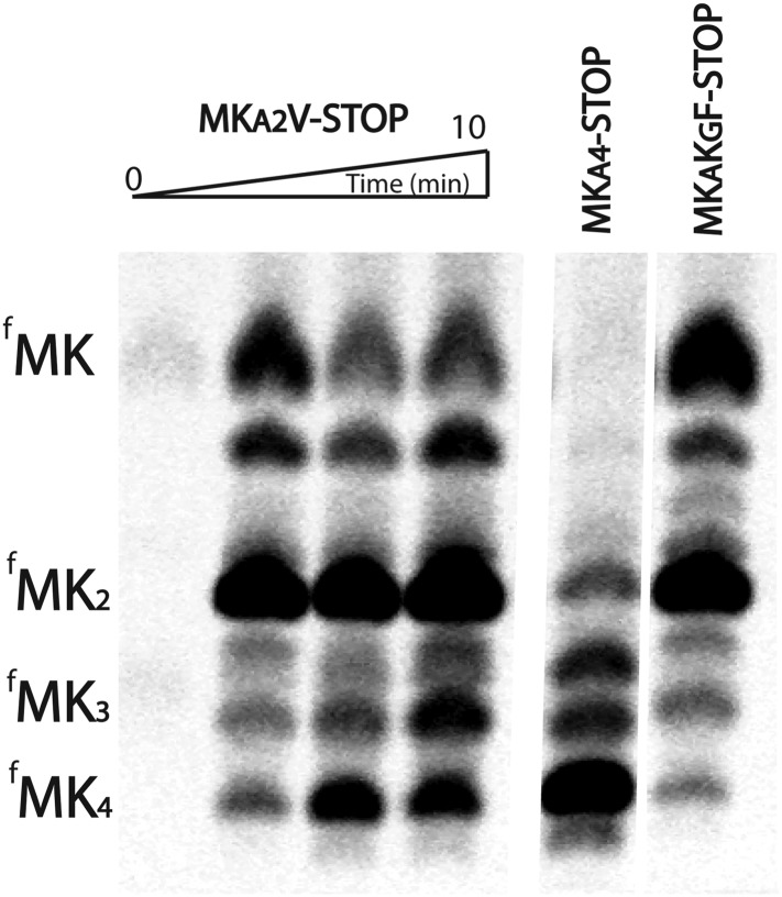 Figure 3—figure supplement 1.