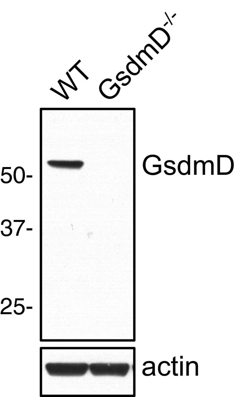 Fig. S2.