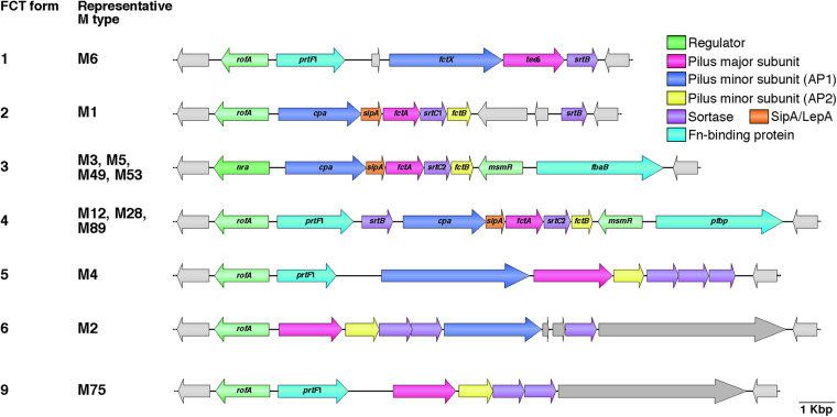 FIGURE 1