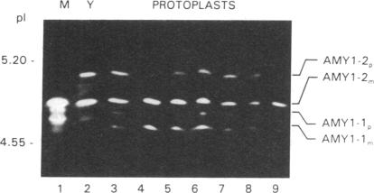 graphic file with name pnas01068-0249-a.jpg