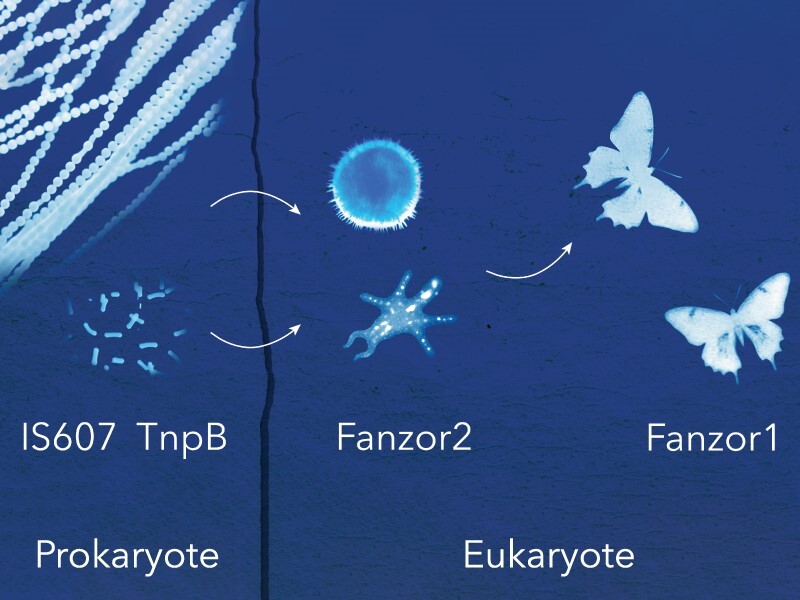 Graphical Abstract