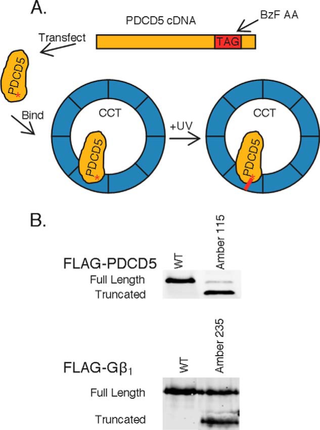 FIGURE 7.