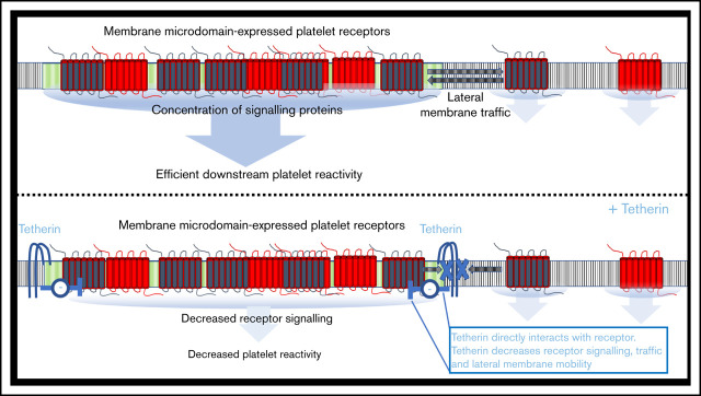 graphic file with name advancesADV2020003182absf1.jpg