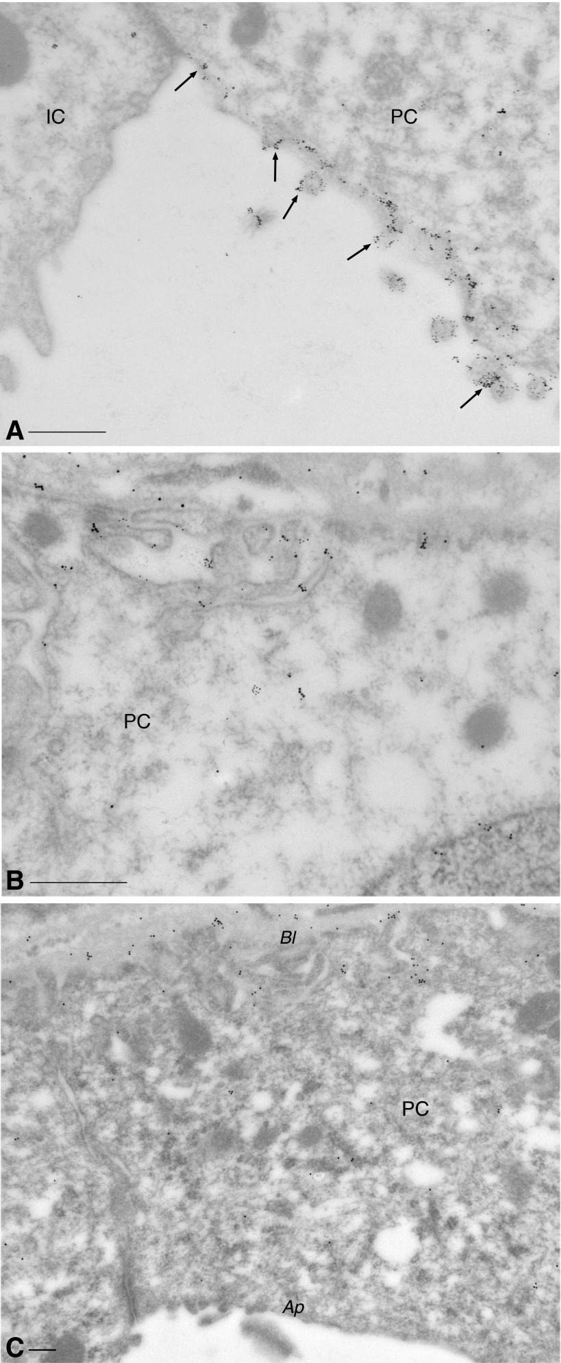 Fig. 8.