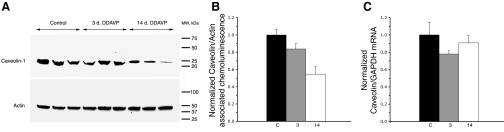 Fig. 12.