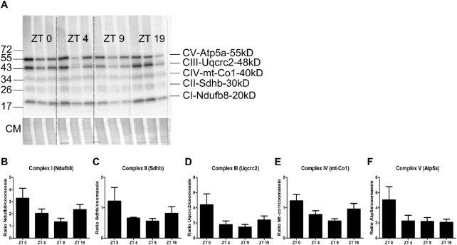 Figure 5.