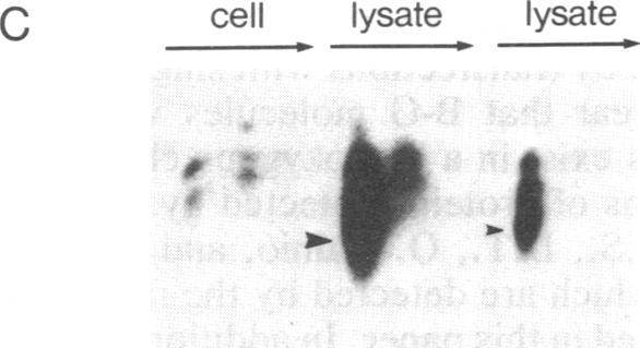 graphic file with name pnas01046-0102-c.jpg