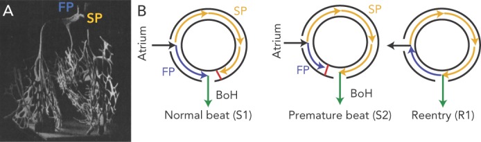 Figure 1: