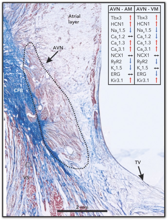 Figure 3: