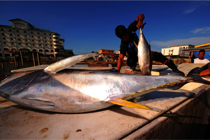 Photo of a yellowfin tuna on a dock.