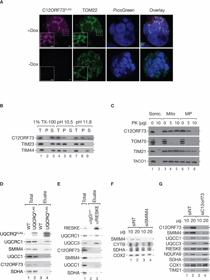 Figure 5—figure supplement 1.