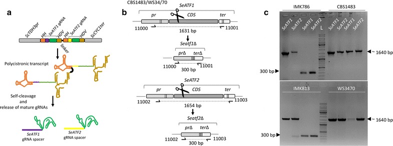 Fig. 7