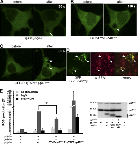 FIGURE 4.