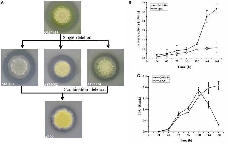 FIGURE 6