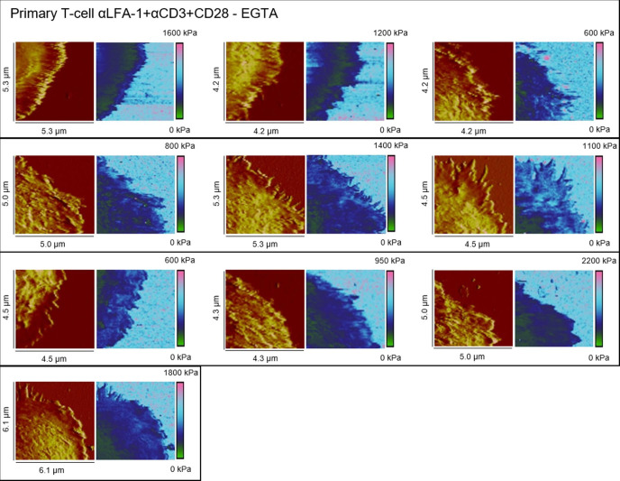 Figure 3—figure supplement 2.