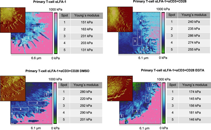 Figure 2—figure supplement 1.