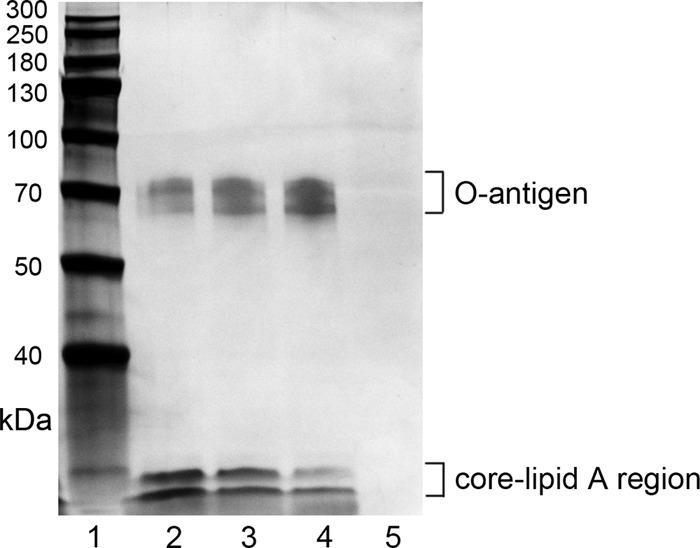 FIG 1