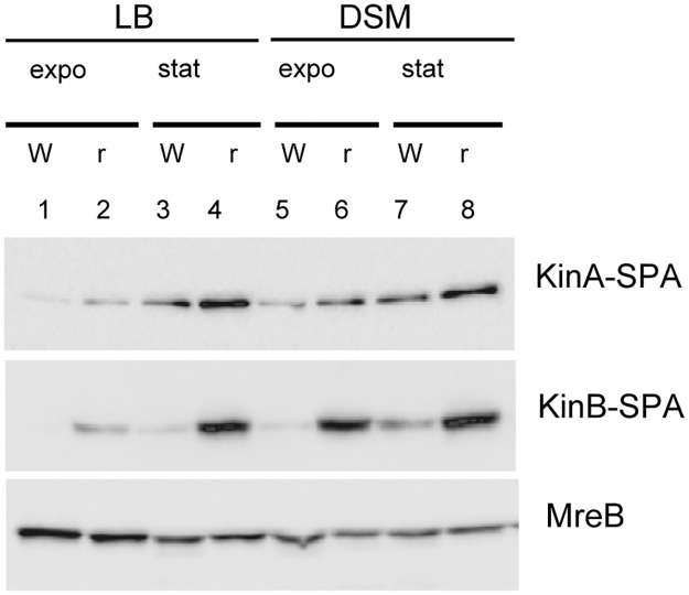 Fig 5