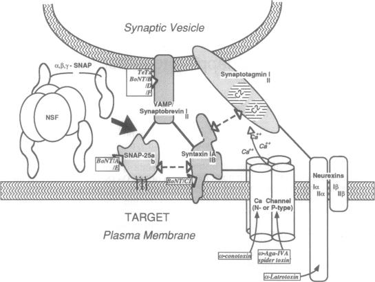 graphic file with name pnas01133-0022-a.jpg