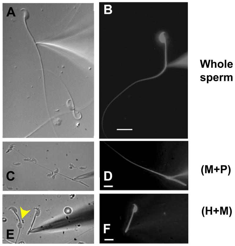 Figure 4.3