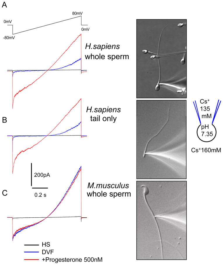 Figure 4.4