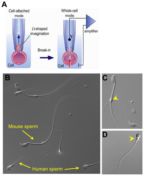 Figure 4.1