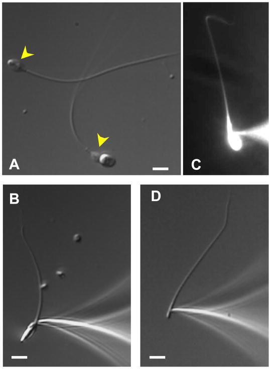 Figure 4.2