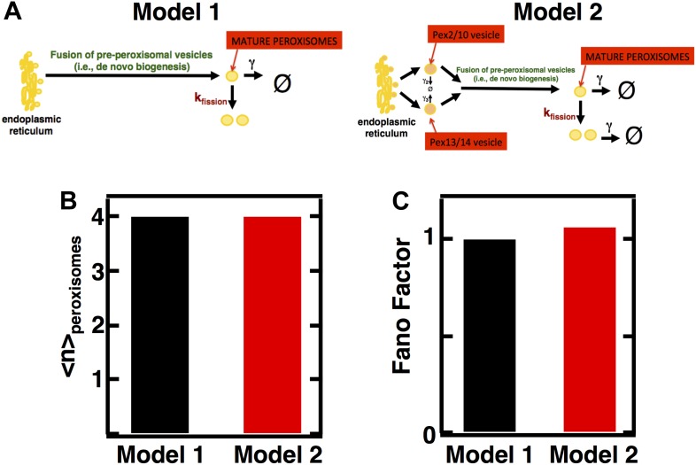 Figure 3—figure supplement 1.