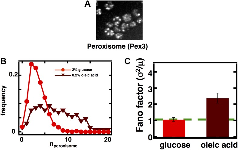 Figure 3—figure supplement 2.