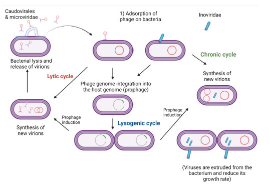 Figure 1B.