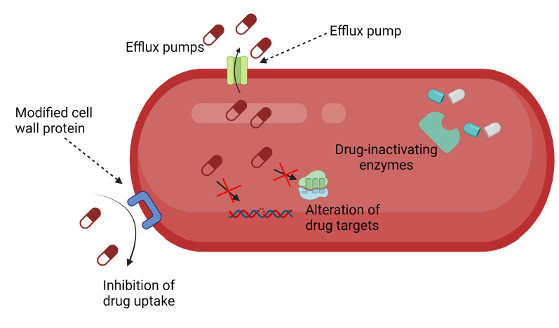 Figure 1A.