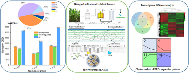 graphic file with name 40643_2023_629_Figa_HTML.jpg