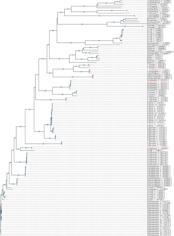 The figure shows a phylogenetic tree of many species having 134 full-length 16S rDNA sequences aligned in ClustalW2. Branch lengths show pairwise scores with blue circles indicating bootstrapping values (n = 1,000); larger circles show higher confidence.