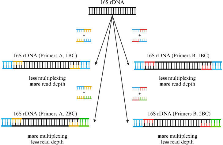 The figure depicts a diagram of 16S rDNA amplification using four different primers, shows variations in multiplexing and read depth. It shows two groups with one and two barcode combinations, highlights the trade-off between multiplexing and read depth.