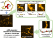 Graphical Abstract