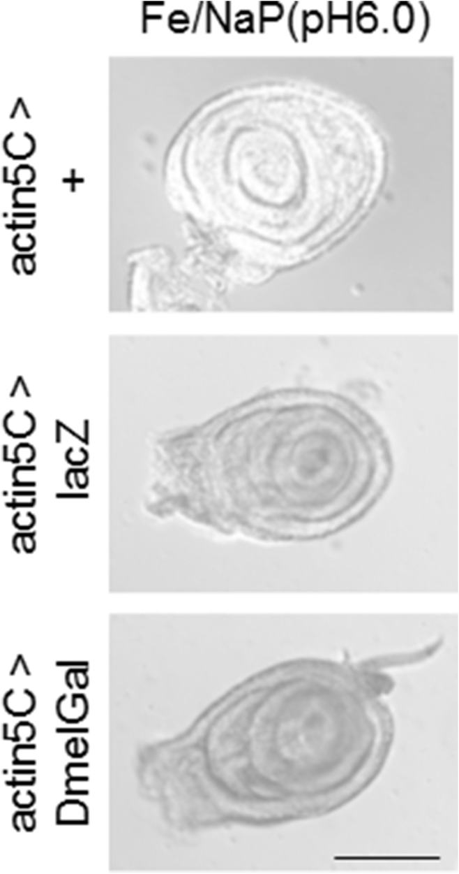 Fig. 5