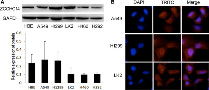 FIGURE 2