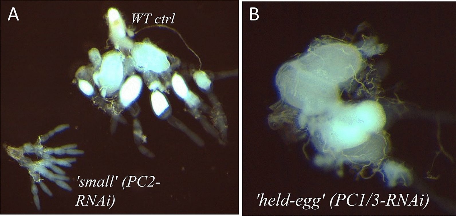 Fig. 7