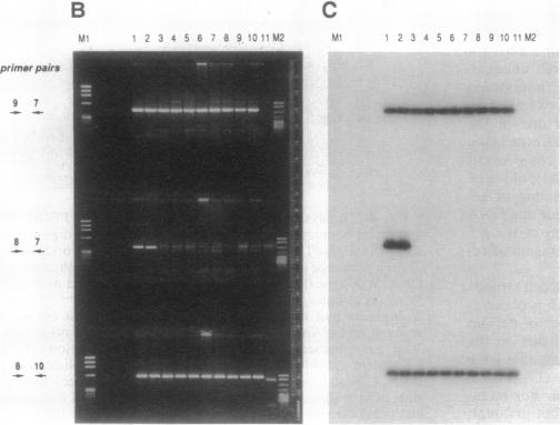 graphic file with name pnas01099-0314-a.jpg