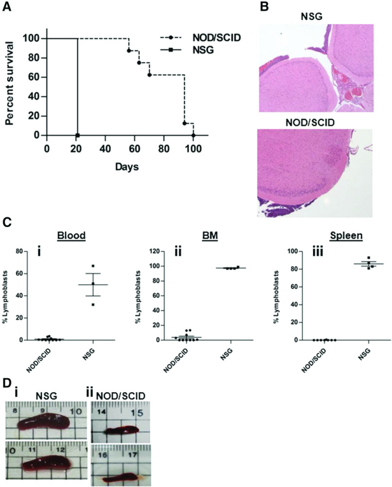 Figure 2. 018Z human pre-B-ALL cells induce isolated CNS leukemia in NOD/SCID mice and combined CNS/peripheral leukemia in NSG mice. (A) A Kaplan-Meier survival curve of NOD/SCID (n = 10) and NSG (n = 4) mice injected intravenously with 018Z cells (P = .001; log-rank test). (B) Representative hematoxylin and eosin staining of brain sections from NOD/SCID (lower; n = 10) and NSG (upper; n = 3) mice presenting leukemia infiltration in the subarachnoid space. (C) Flow cytometry analysis of peripheral leukemia percentage in the (i) blood, (ii) BM, and (iii) spleen using antibodies for CD10 and CD19. Values are means ± SE (P < .0001; unpaired t test). (D) Representative pictures of spleens taken from (i) NSG or (ii) NOD/SCID mice.